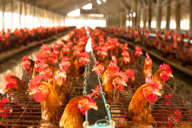 Avian flu can travel quickly through flocks.